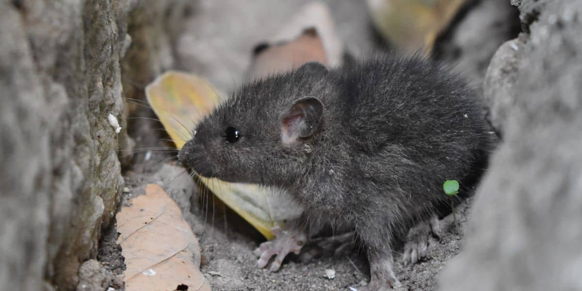 Mice Exterminator Boise