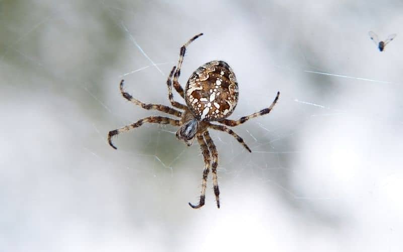 Spider Control in Boise, Nampa, and Meridian