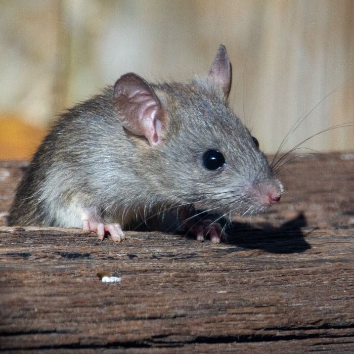 Rat Control in Boise